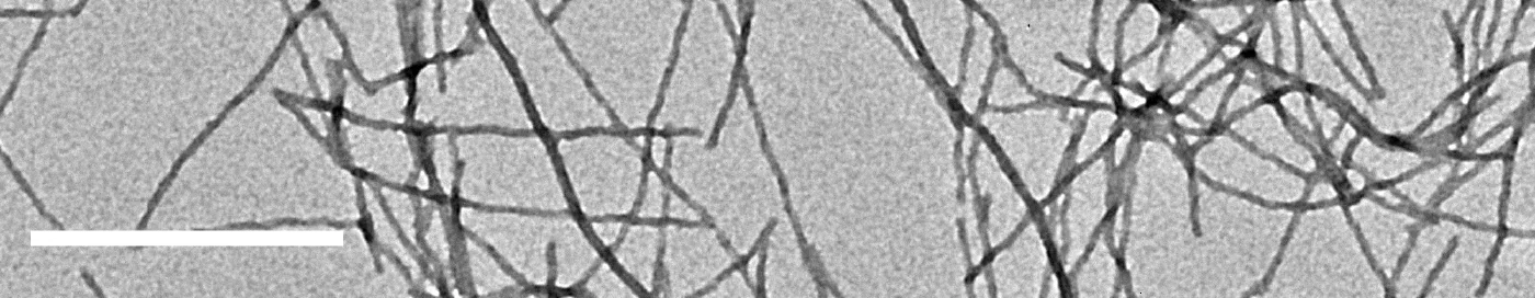 Negative-stain electron micrograph showing long, thin, unbranched Orb2 amyloid fibrils